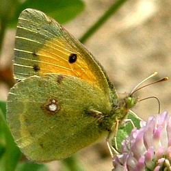 Colias crocea